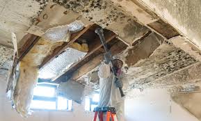 Why You Should Choose Our Mold Remediation Services in Emigsville, PA